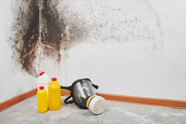 Best Local Mold Removal Service  in Clovis, CA