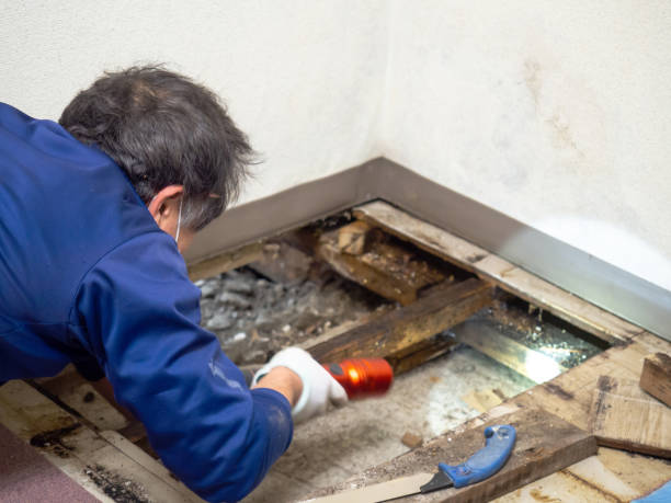 Best Mold Damage Repair  in Clovis, CA