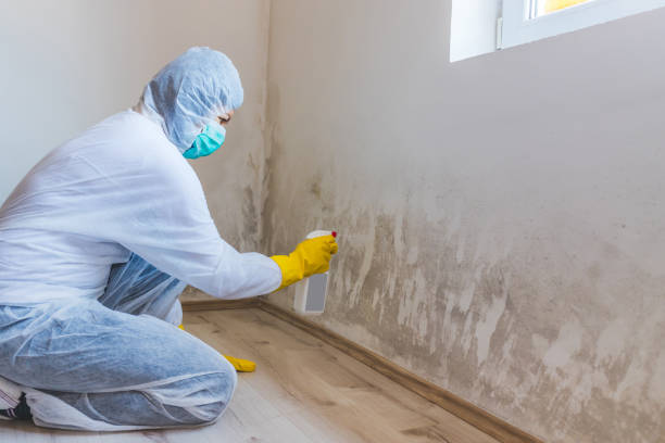 Professional Mold Removal in Clovis, CA