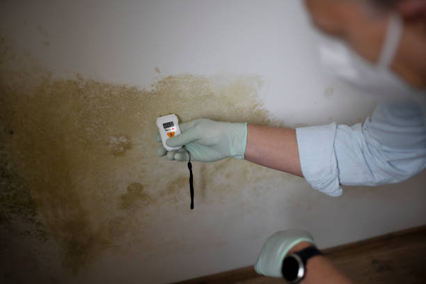 Best Mold Damage Repair  in Clovis, CA