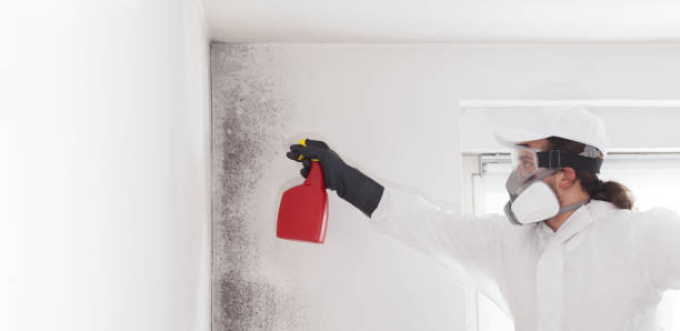 Best Office Mold Removal Services  in Clovis, CA