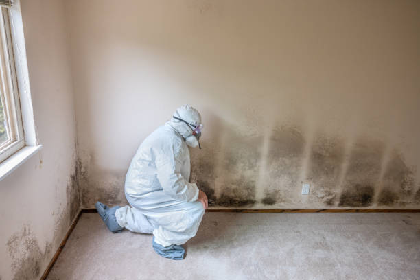 Best Residential Mold Removal  in Clovis, CA