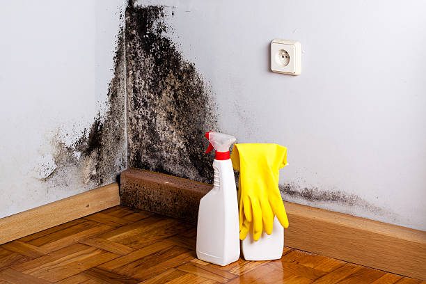 Best Certified Mold Removal  in Clovis, CA