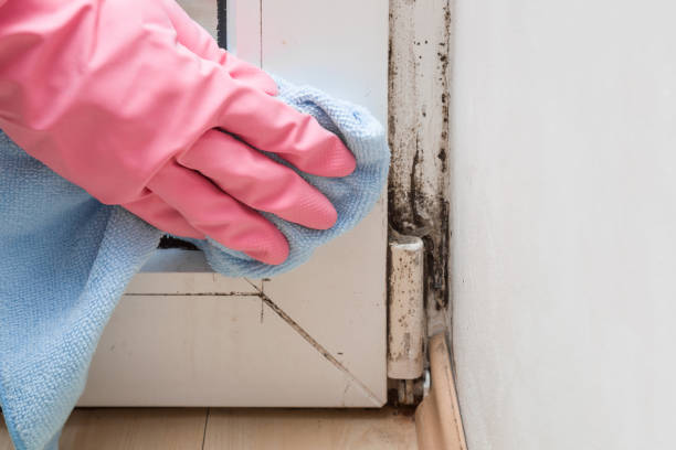Best Certified Mold Removal  in Clovis, CA