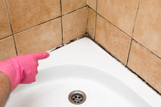 Best Professional Mold Removal  in Clovis, CA